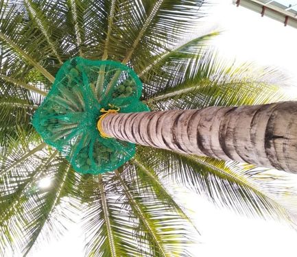Coconut Tree Safety Nets in Haralur