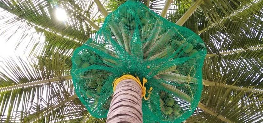 Coconut Tree Safety Nets in Haralur